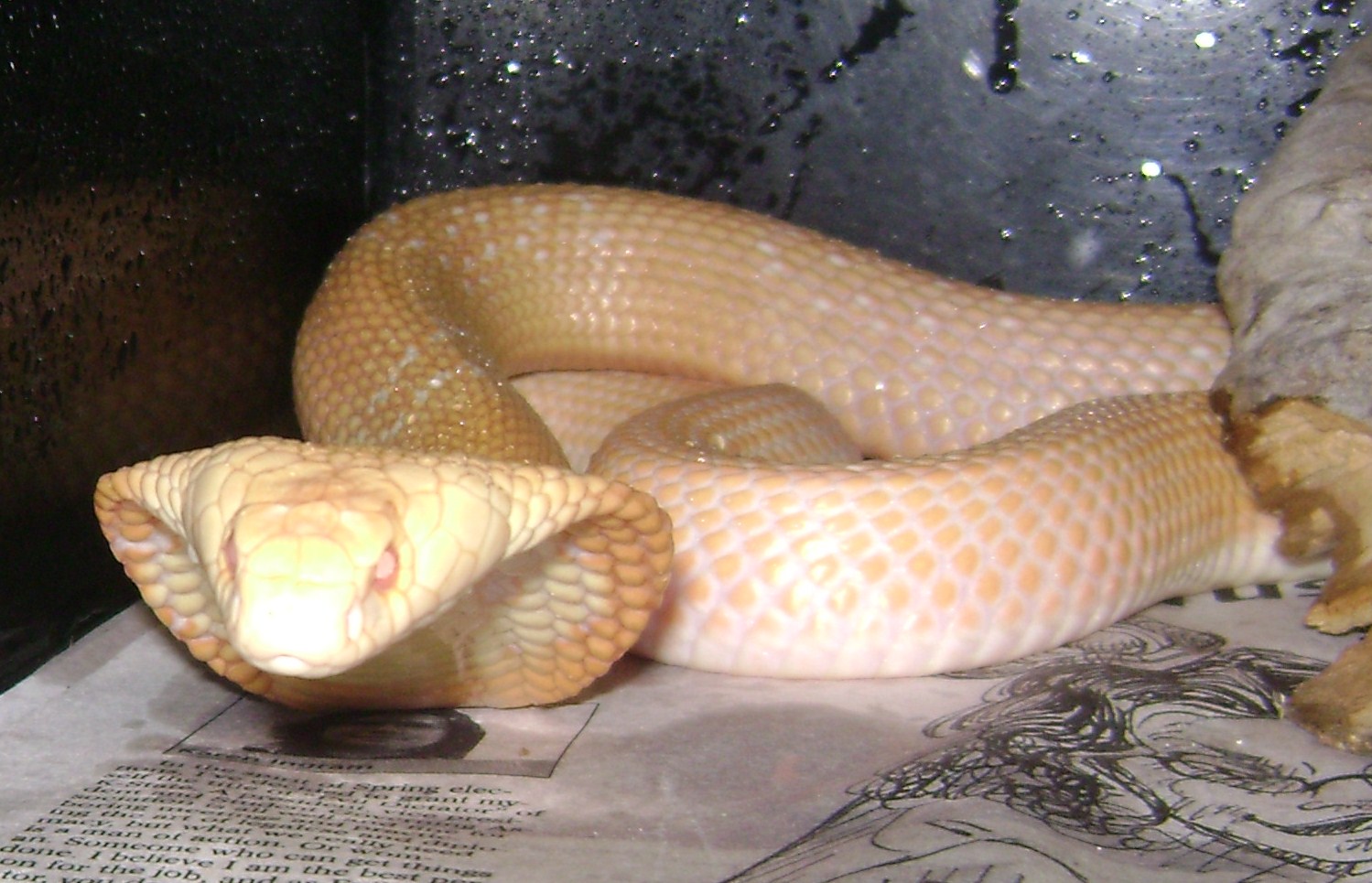 albino cobra 018.JPG [299 Kb]